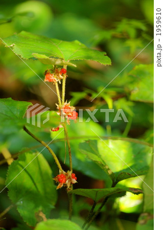 冬イチゴ 1959610