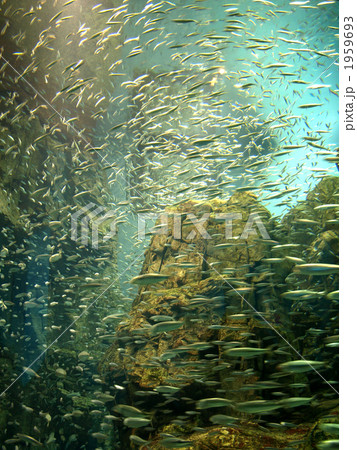 アートな魚群 in 海遊館 1959693