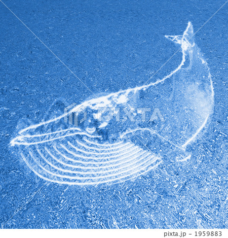 クジラのいる海 クジラのいる海 1959883