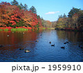 軽井沢雲場池 1959910