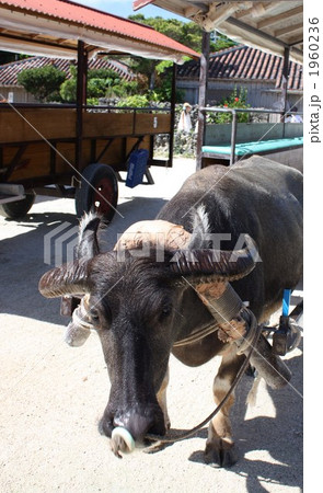 竹富町 竹富島 竹富町 竹富島 1960236