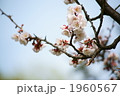 北邦の白梅 1960567