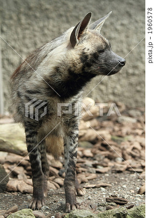 シマハイエナ 1960578