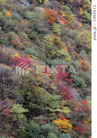 瓶が森林道の紅葉 瓶が森林道の紅葉 1960615
