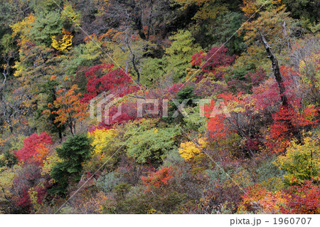 瓶が森林道の紅葉 瓶が森林道の紅葉 1960707