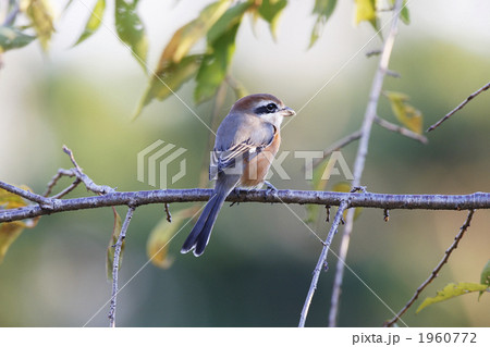 モズ モズ 1960772