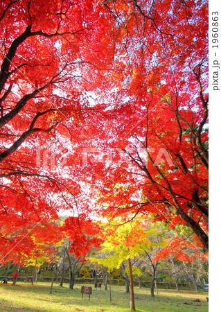 紅葉の田沢湖・県民の森 1960863