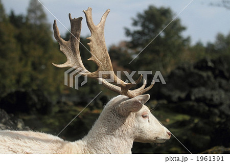 ダマジカ 1961391