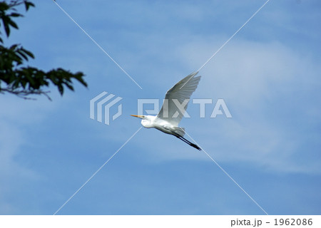大空へ羽ばたく 大鷺 大空へ羽ばたく 大鷺 1962086