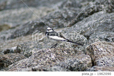 ハイ　ポーズ 1962090