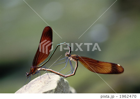 トンボの交尾 昆虫たちの奇妙な交尾② トンボの交尾 | 一色出版