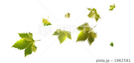 舞い散る プラタナス の 枯葉 白背景 合成  舞い散る プラタナス の 枯葉 白背景 合成  1962581