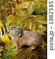 1962585