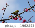 メジロと緋寒桜 1962853