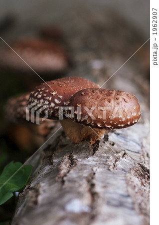 しいたけホダ木 しいたけホダ木 1962907