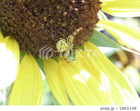 アヅチグモ 1963146