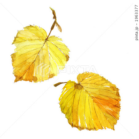 水木の黄葉 1963377