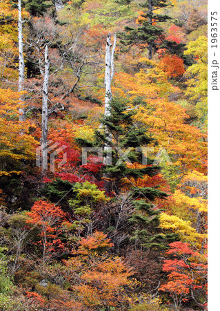 瓶が森林道の紅葉 1963575