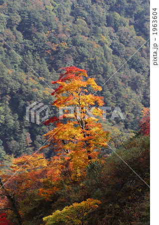 瓶が森林道の紅葉 瓶が森林道の紅葉 1963604