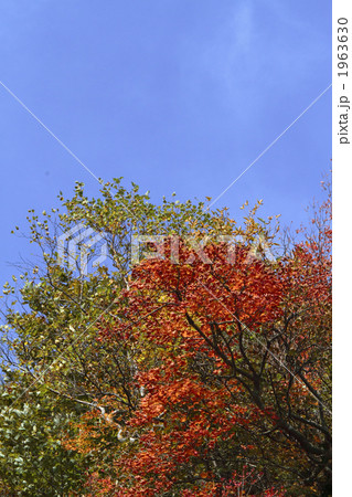 瓶が森林道の紅葉 瓶が森林道の紅葉 1963630