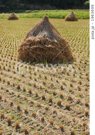稲刈り 1963699