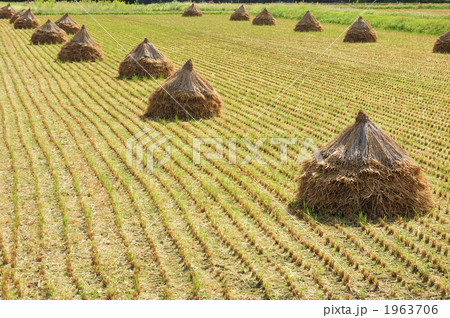 稲刈り 1963706