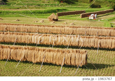 稲刈り 稲刈り 1963767