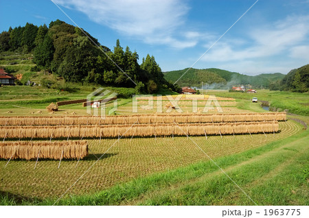 稲刈り 1963775