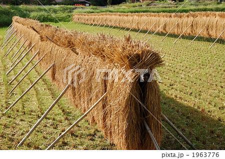 稲刈り 稲刈り 1963776