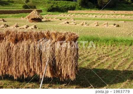 稲刈り 1963779