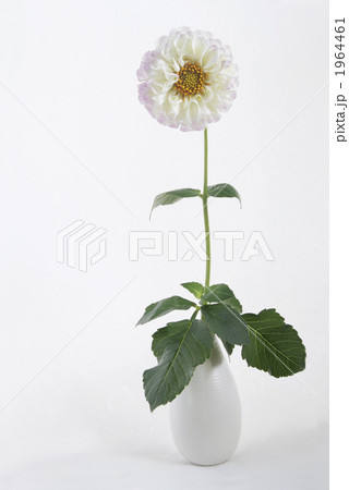 白いダリアの一輪挿し1 1964461
