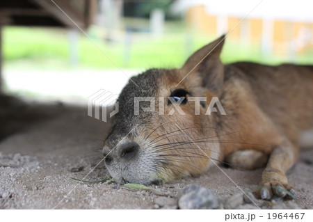 くつろぎマーラ 1964467