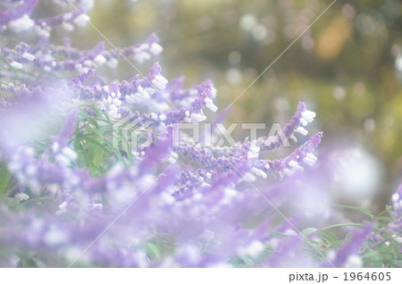 サルビアレウカンサ サルビアレウカンサ 1964605