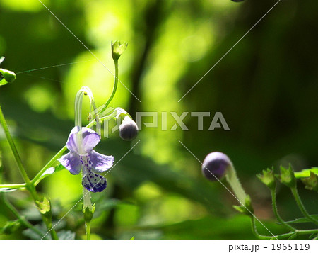 カリガネソウの花 カリガネソウの花 1965119