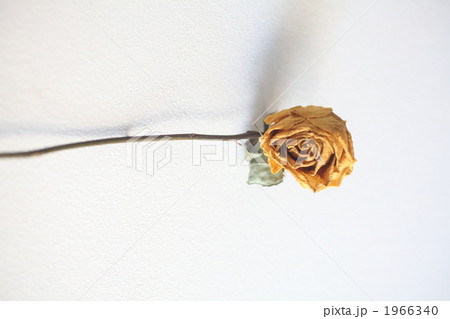 ドライなバラさん 1966340