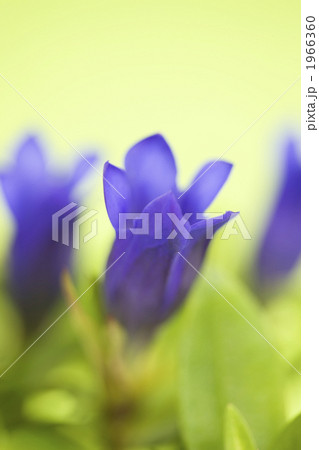 リンドウの花 リンドウの花 1966360