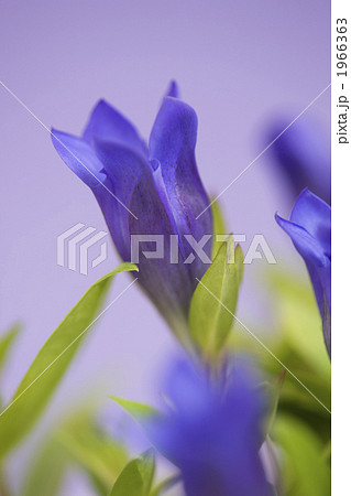 リンドウの花 1966363