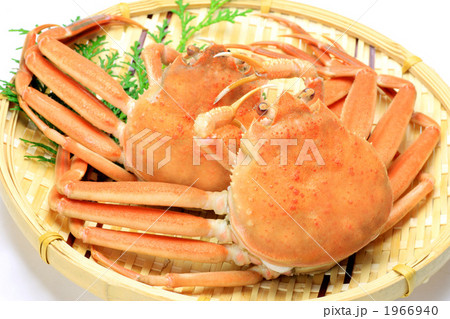 茹でたセコガニ 1966940