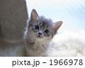 ソマリの子猫 1966978