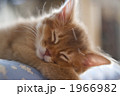 ソマリの子猫 1966982