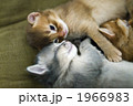 ソマリの子猫 1966983