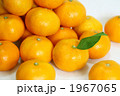 温州みかん 1967065