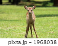バンビ！！ 1968038