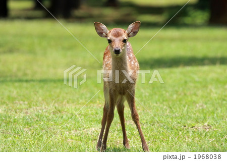 バンビ!! バンビ!! 1968038