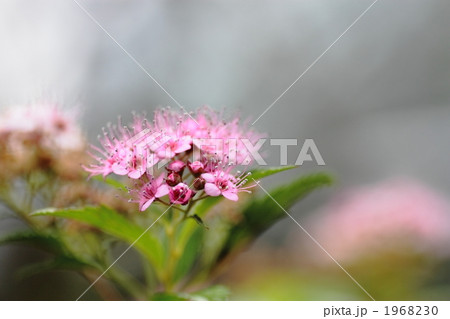 シモツケ 1968230