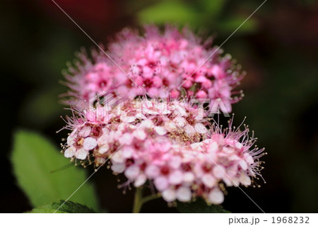 シモツケ 1968232