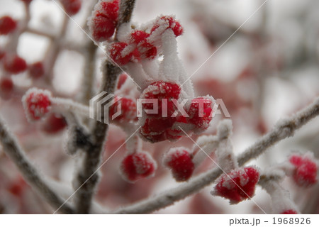 霧氷に覆われたマユミ 霧氷に覆われたマユミ 1968926