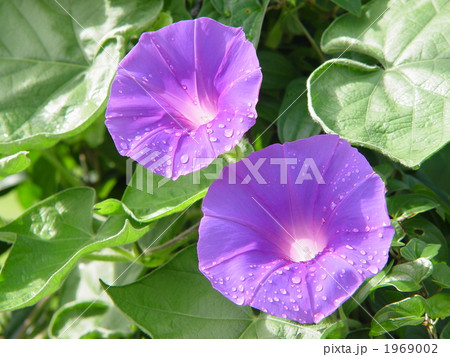 08月　アサガオ・ヒルガオ科06雨上がり 1969002