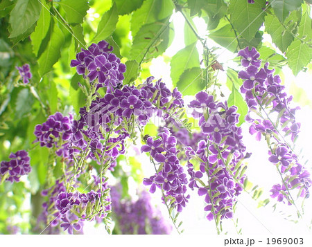 09月　デュランタ・クマツヅラ科09 1969003