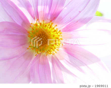 11月　コウテイダリヤ・キク科27 1969011